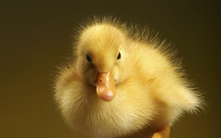 duckling-4