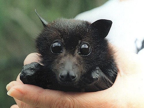 f8f861d0b36ad1ff89108c61c635098a--fantastic-mr-fox-baby-bats