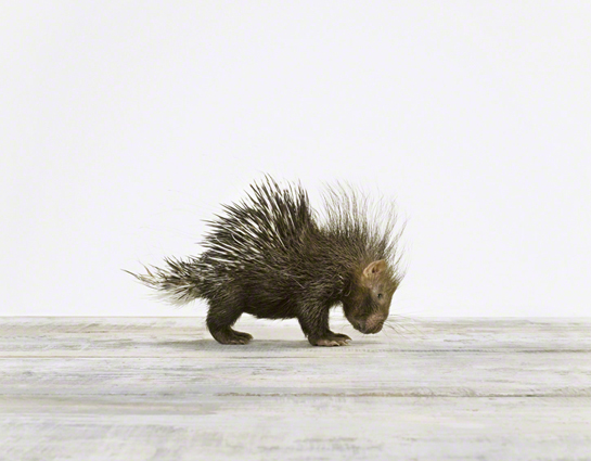 Baby Porcupine_Baby Animal Photography Prints