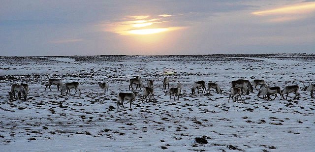 Reindeers-in-the-Icelandic-highland