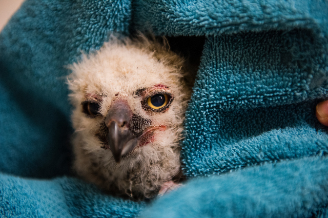 170613_ask_injured_animals_lg