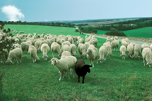 W0376-one-black-sheep-of-the-herd