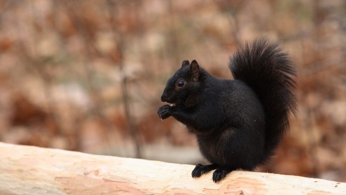 squirrel-696x392